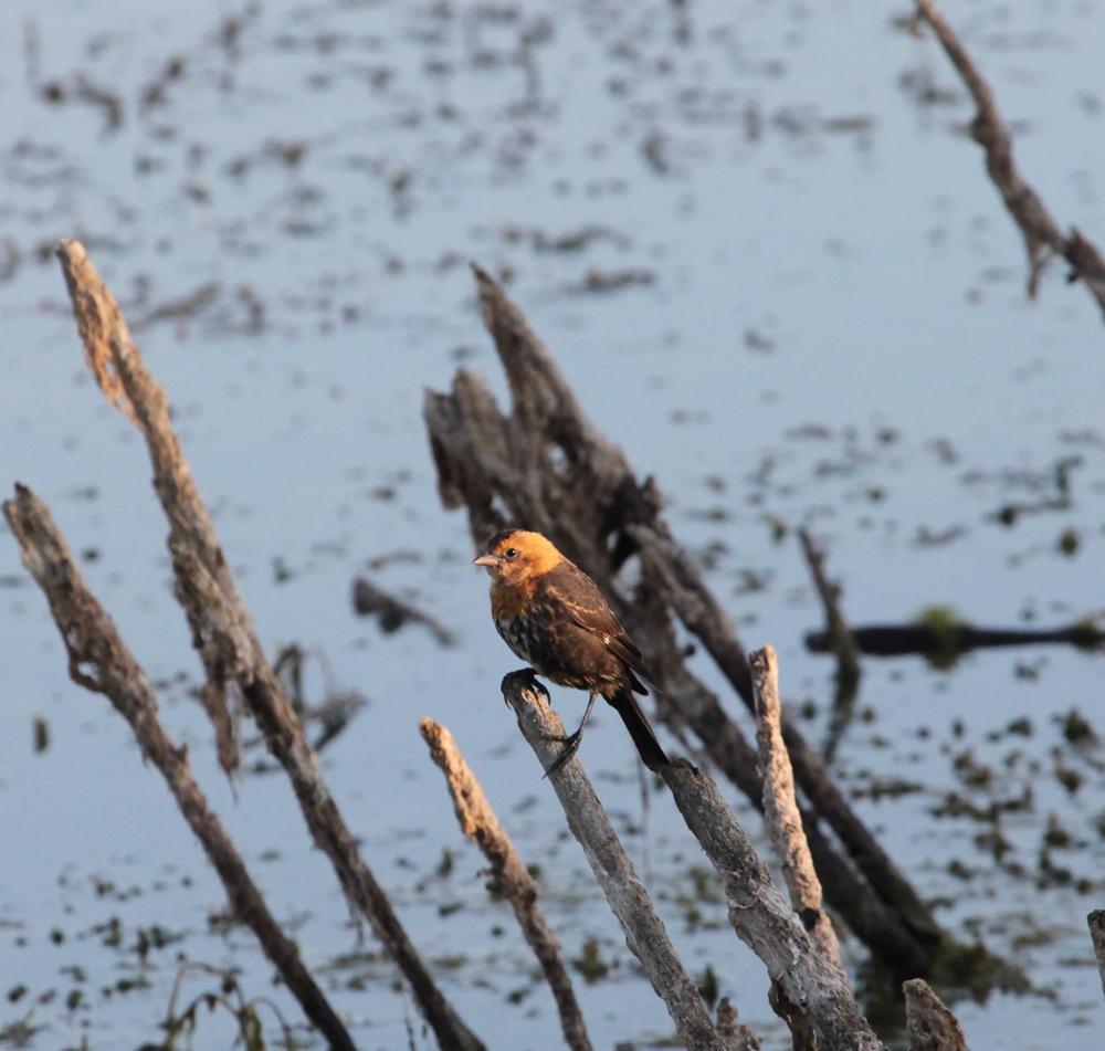 OWLET/VERNONUP7102012MRT028X1000.jpg