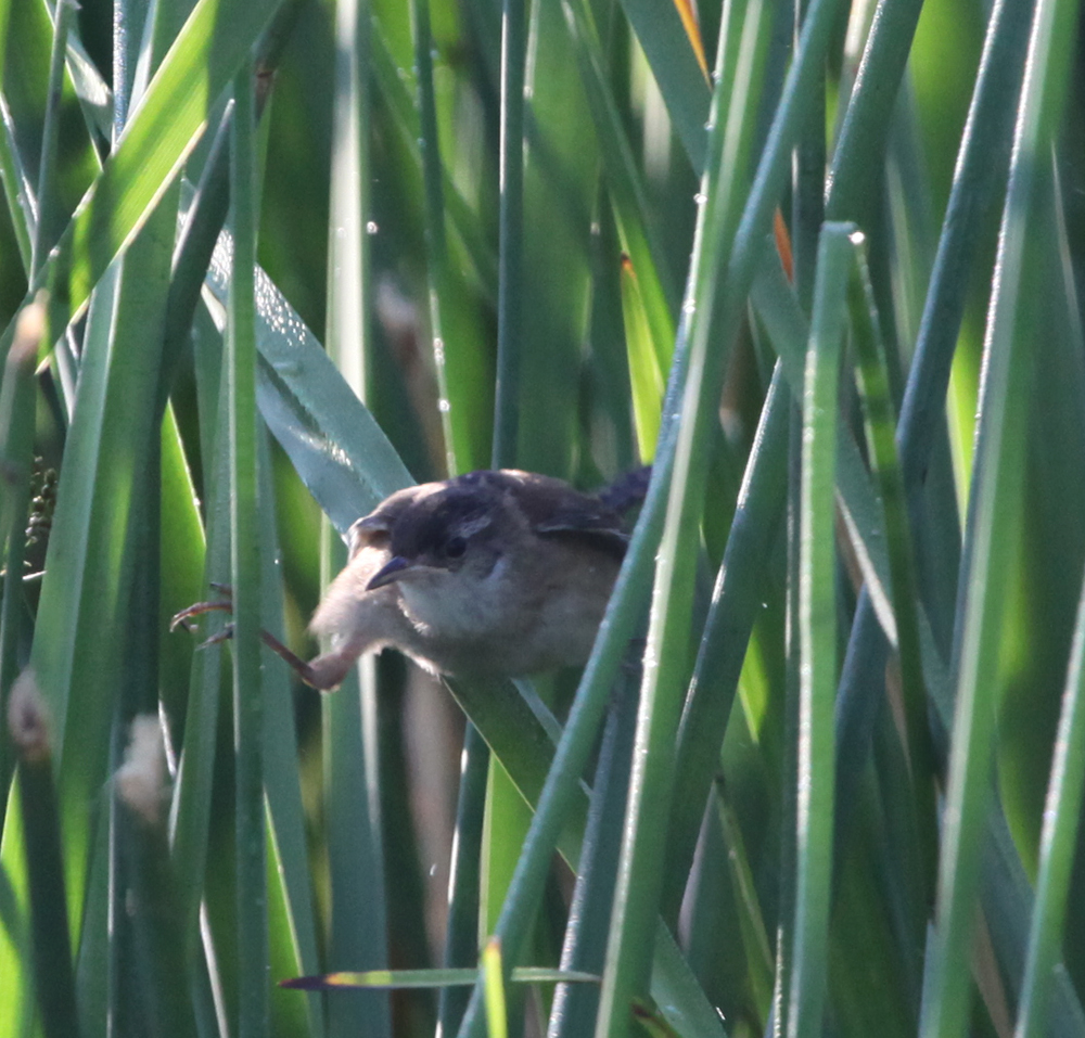 OWLET/VERNONUP7102012MRT156X1000.jpg