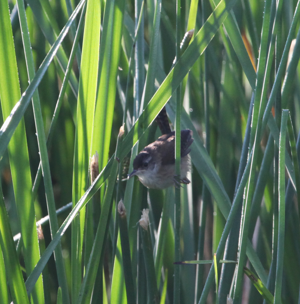 OWLET/VERNONUP7102012MRT156X1000.jpg