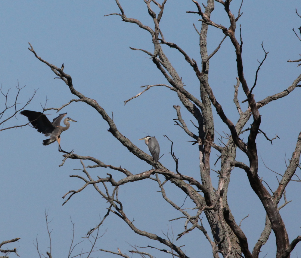 OWLET/VERNONUP7102012MRT235X1000.jpg