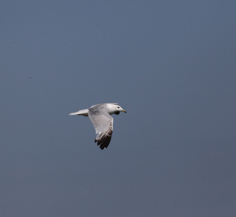 OWLET/VERNONUP7102012MRT235X1000.jpg