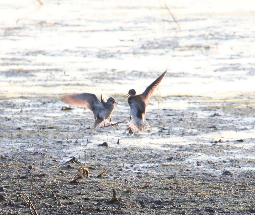 OWLET/VERNONUP7122012MRT015X2X10001.jpg