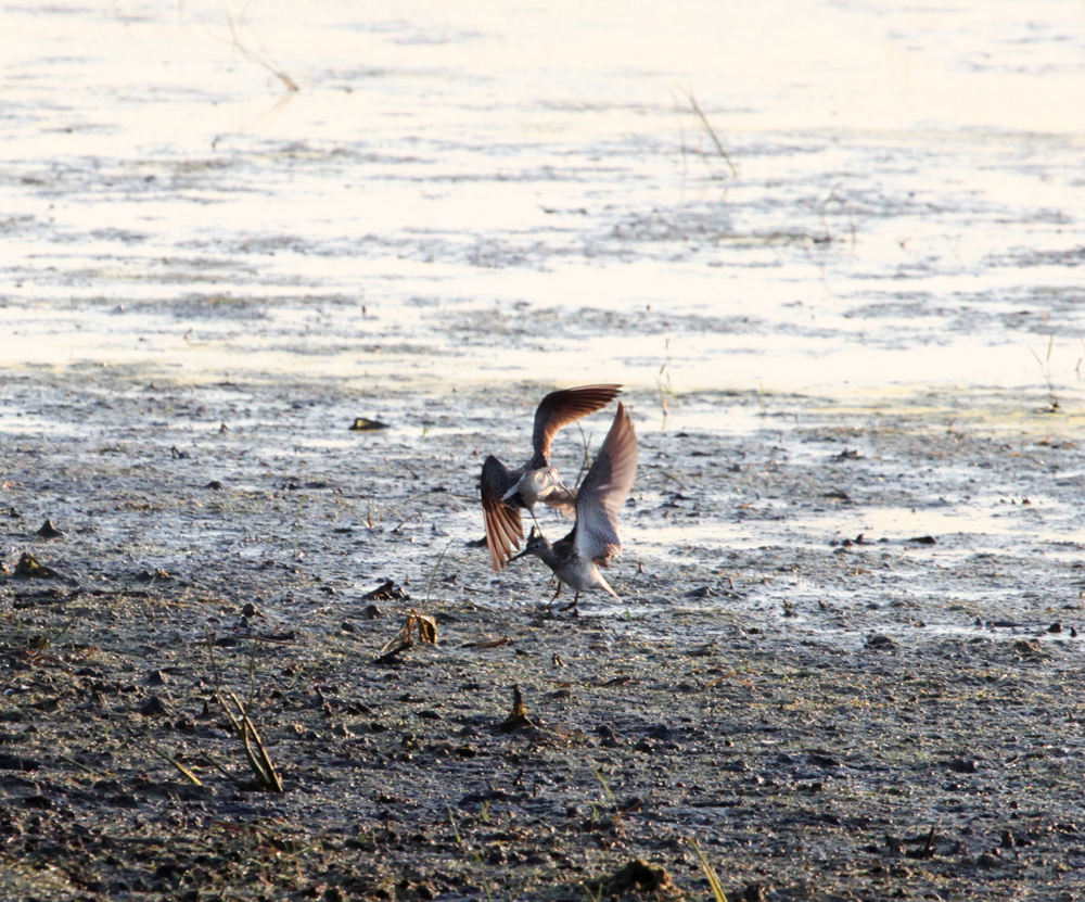 OWLET/VERNONUP7122012MRT021X8X10001.jpg