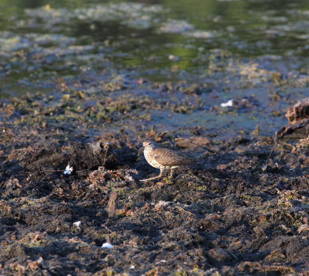 OWLET/VERNONUP7122012MRT58X1000.jpg