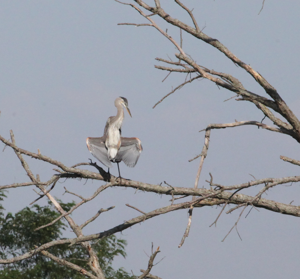 OWLET/VERNONUP7122012MRT123X1000.jpg