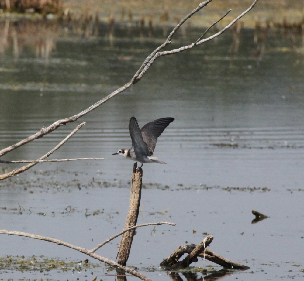 OWLET/VERNONUP7122012MRT326X1000.jpg