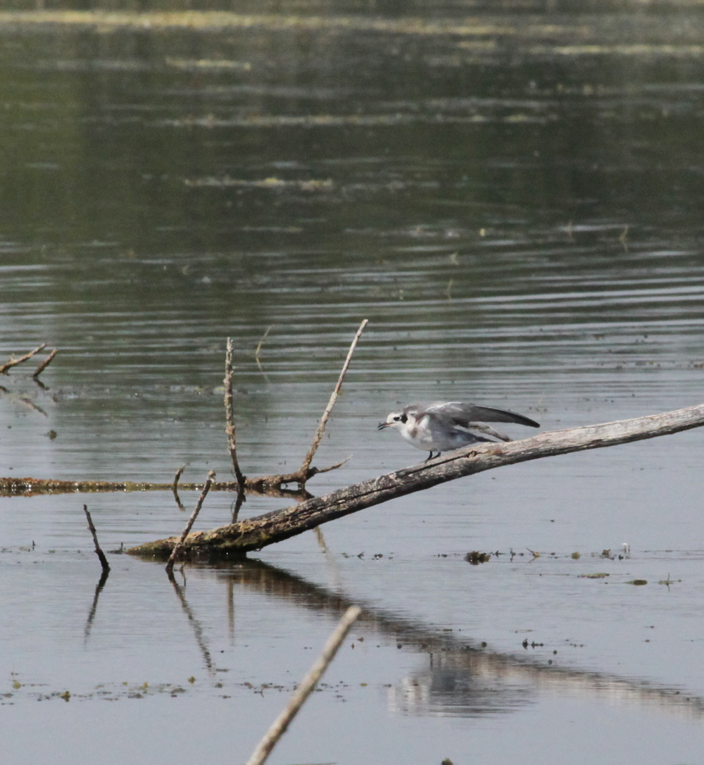 OWLET/VERNONUP7122012MRT326X1000.jpg