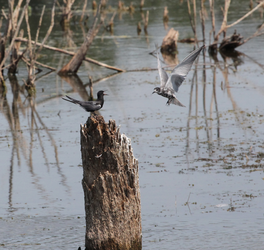 OWLET/VERNONUP7122012MRT322X1000.jpg