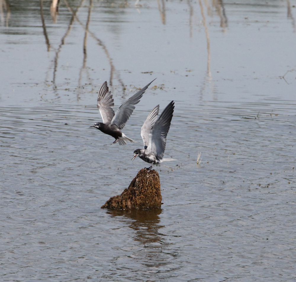 OWLET/VERNONUP7122012MRT326X1000.jpg