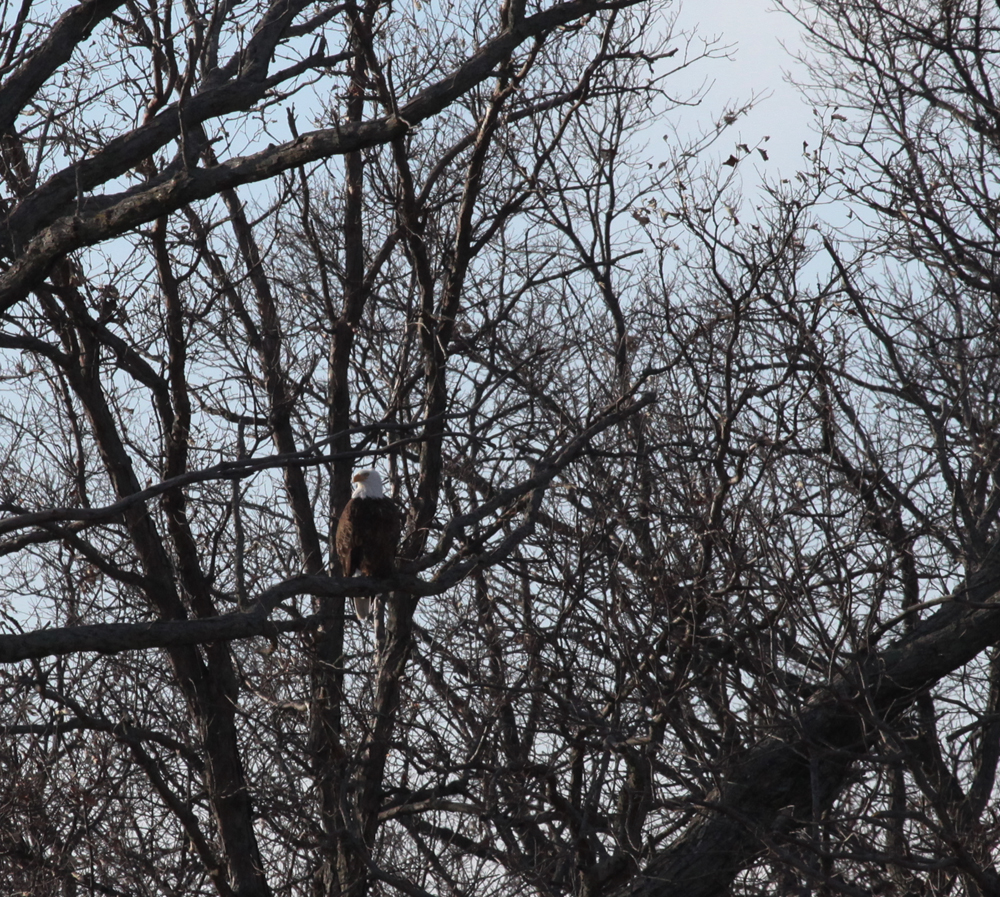 OWLET/VERNONUPPER1282013MRT036X1000.jpg