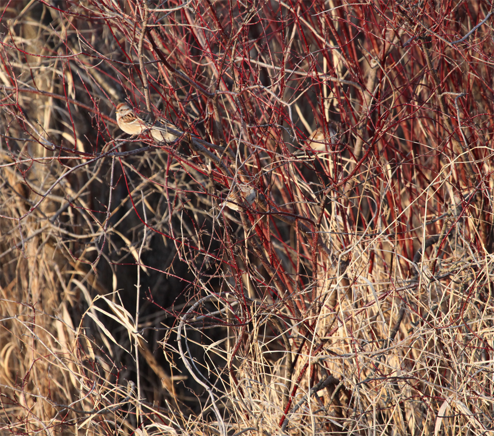 OWLET/VERNONUPPER1282013MRT036X1000.jpg