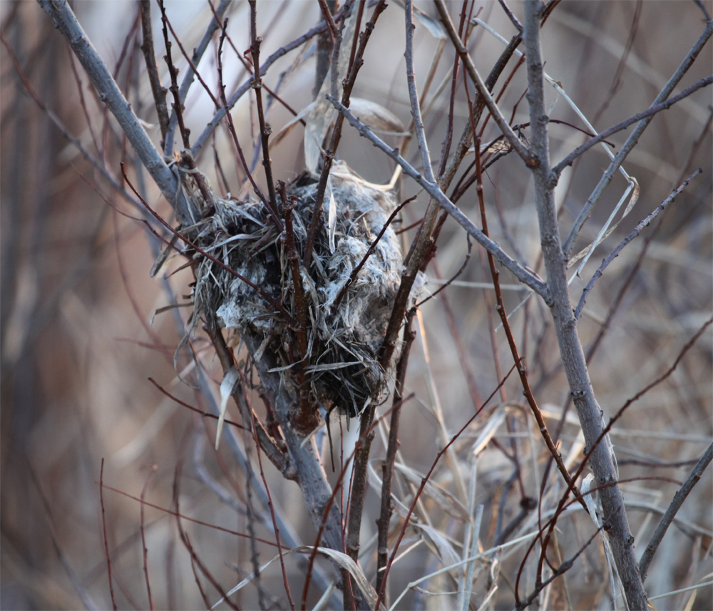 OWLET/VERNONUPPER1282013MRT036X1000.jpg