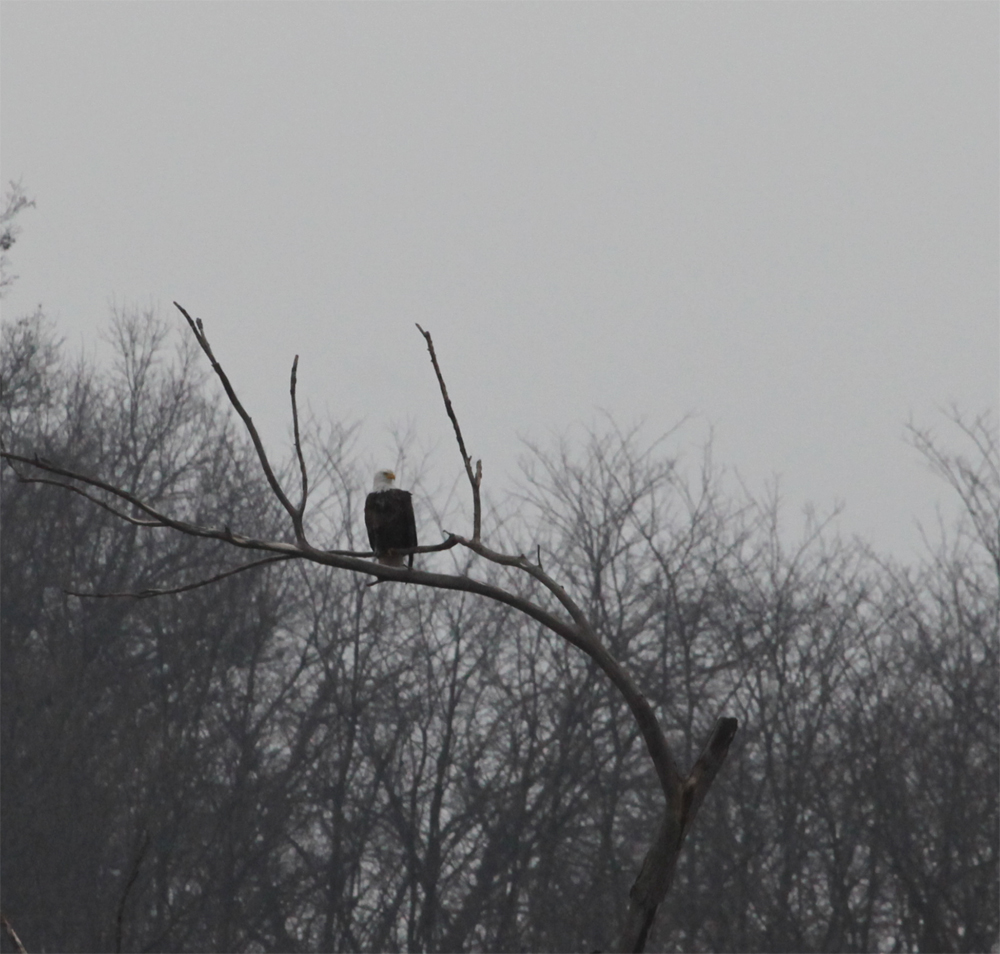 OWLET/VERNONUPPER1302013MRT017X1000.jpg