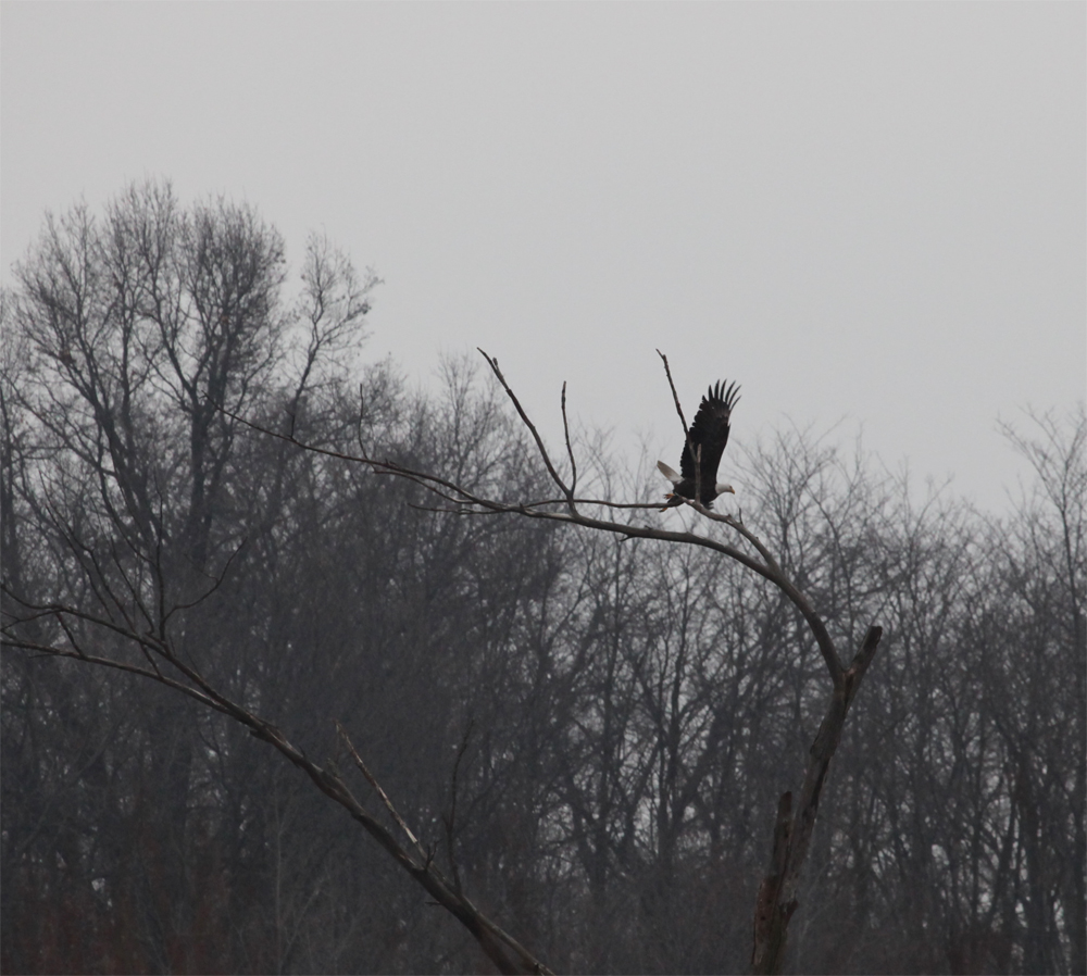 OWLET/VERNONUPPER1302013MRT017X1000.jpg