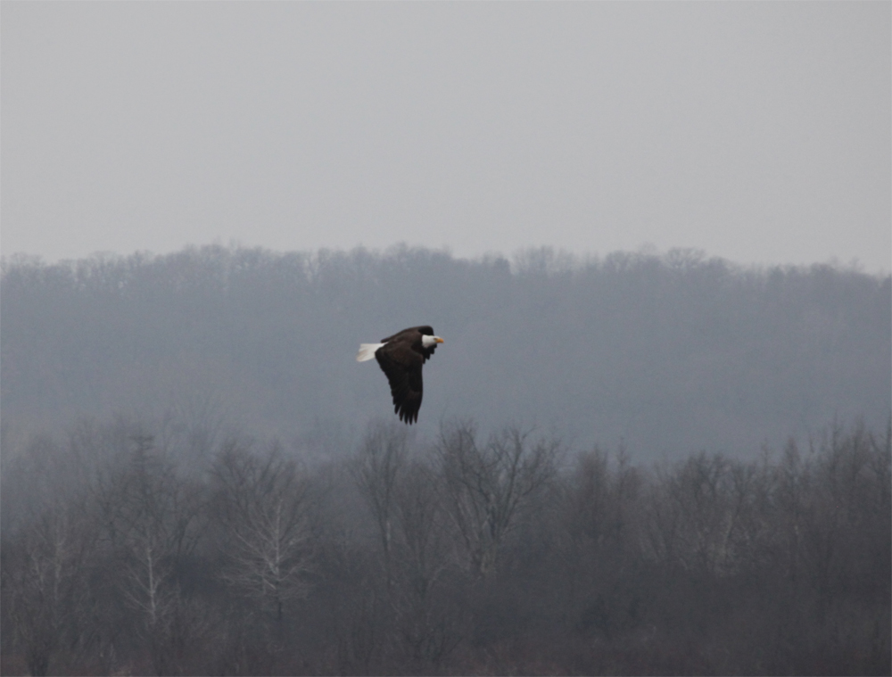 OWLET/VERNONUPPER1302013MRT017X1000.jpg