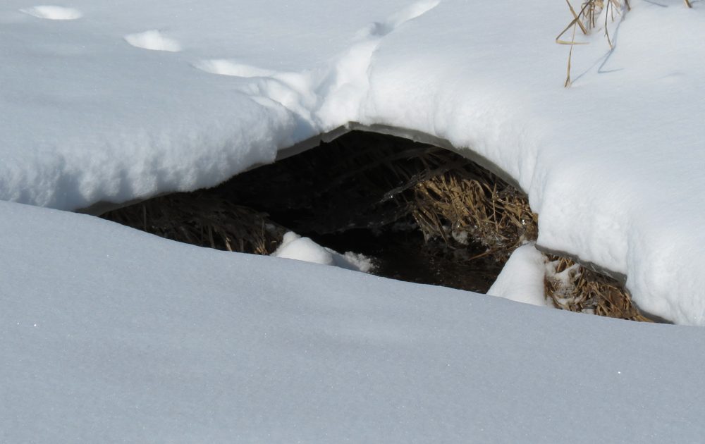 OWLET/VERNONUPPER2062013VJT016X1000.jpg