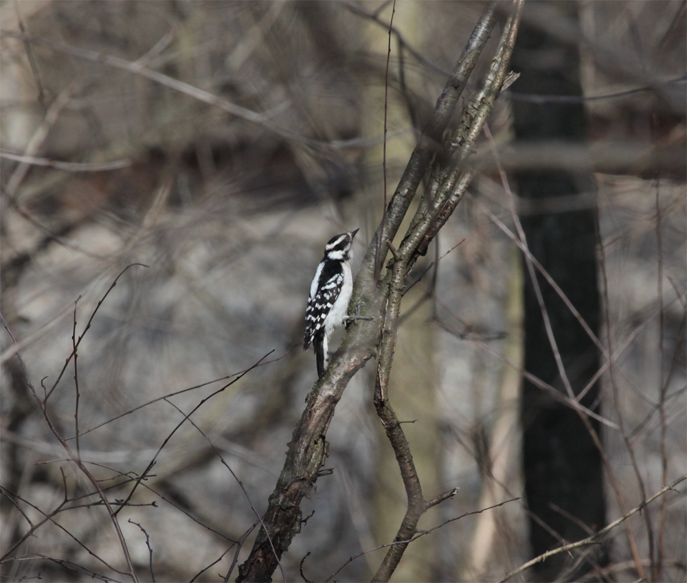 OWLET/VERNONUPPER4072013MRT113X1000.jpg