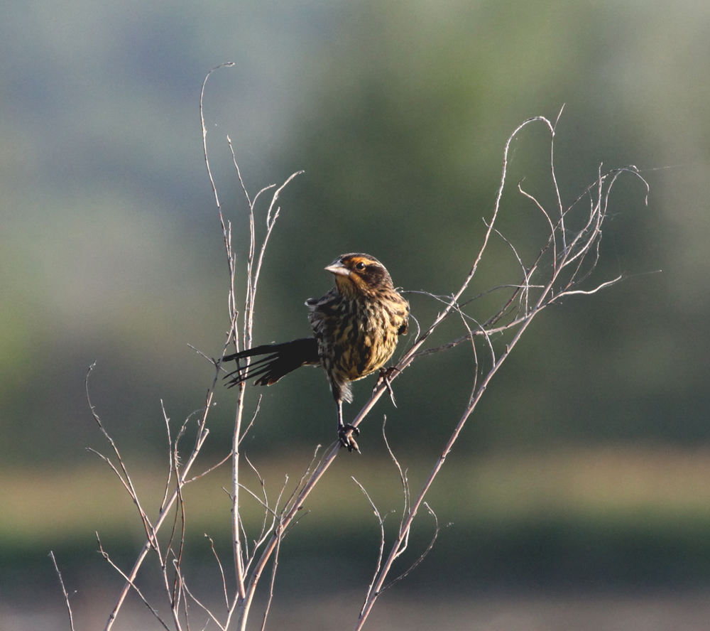 OWLET/VERNONUPPER772012MRT014X1000.jpg