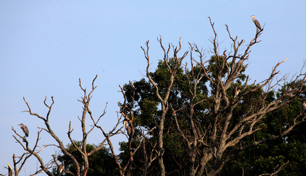 OWLET/VERNONUPPER772012MRT056X1000.jpg