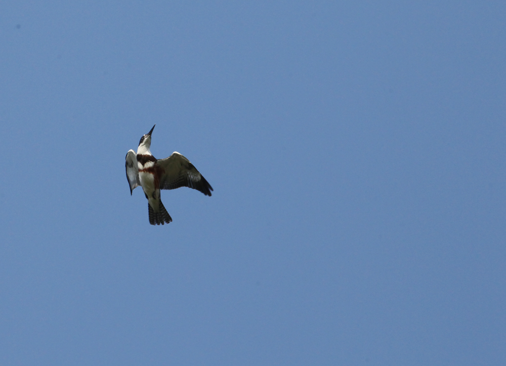 OWLET/VERNONUPPER772012MRT088X1000.jpg