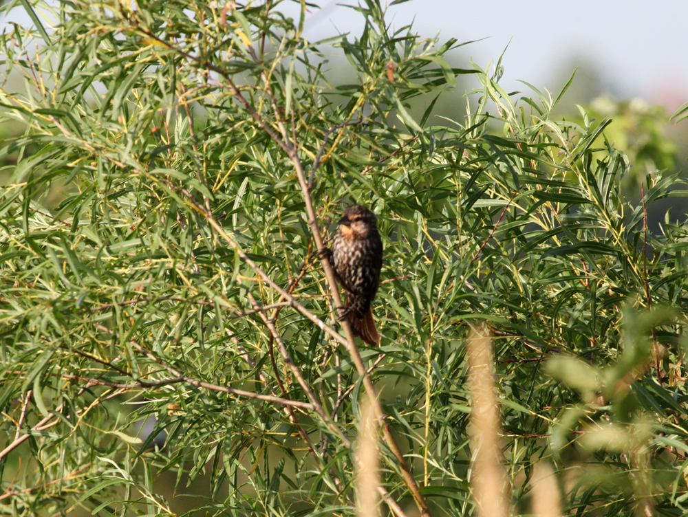 OWLET/VERNONUPPER772012MRT090X1000.jpg