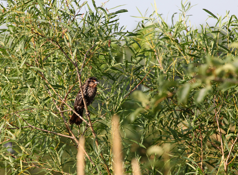 OWLET/VERNONUPPER772012MRT090X1000.jpg