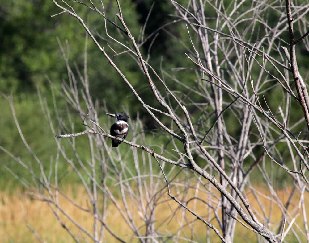 OWLET/VERNONUPPER772012MRT114X1000.jpg