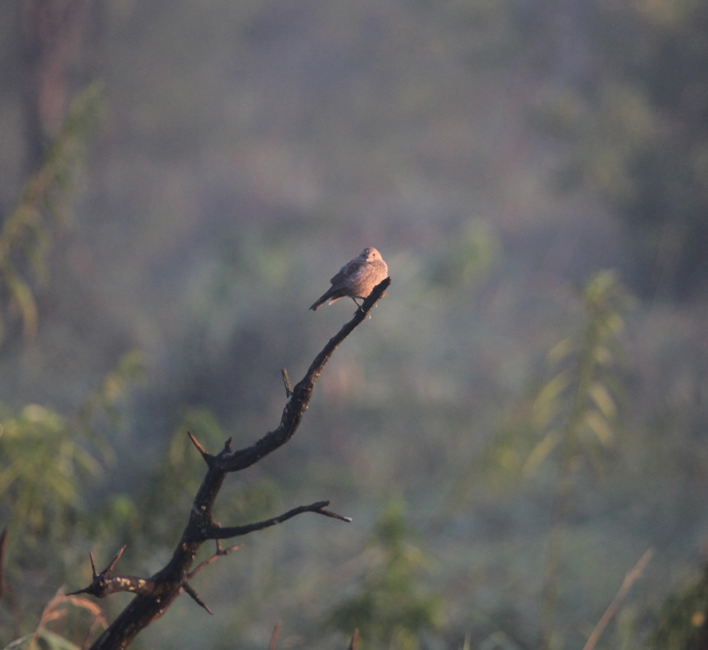 OWLET/VERNONUPPER8012012MRT015X1000.jpg