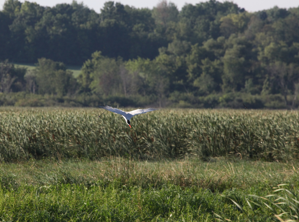 OWLET/VERNONUPPER8012012MRT104X1000.jpg