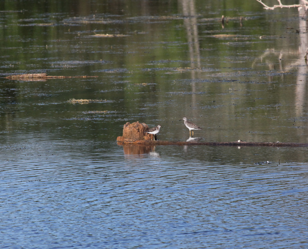 OWLET/VERNONUPPER8012012MRT104X1000.jpg