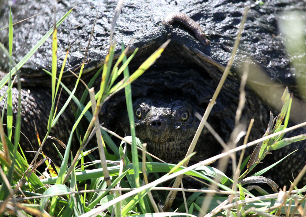 OWLET/VERNONUPPER8012012MRT236X1000.jpg