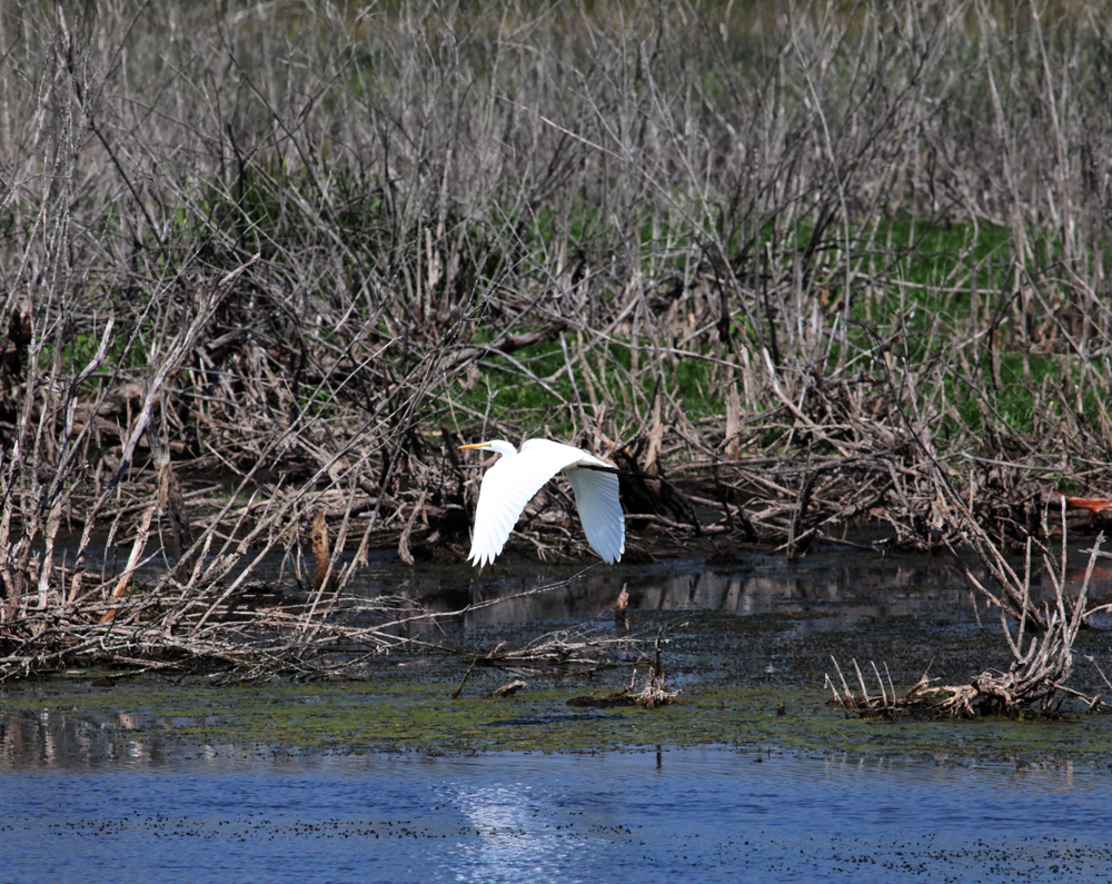 OWLET/VERNONUPPER8012012MRT485X1000.jpg