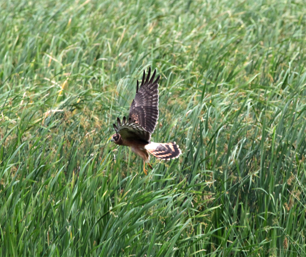 OWLET/VERNONUPPER8152012MRT151X1000.jpg