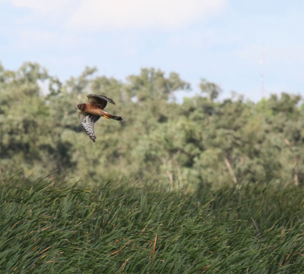 OWLET/VERNONUPPER8162012MRT071x1000.jpg