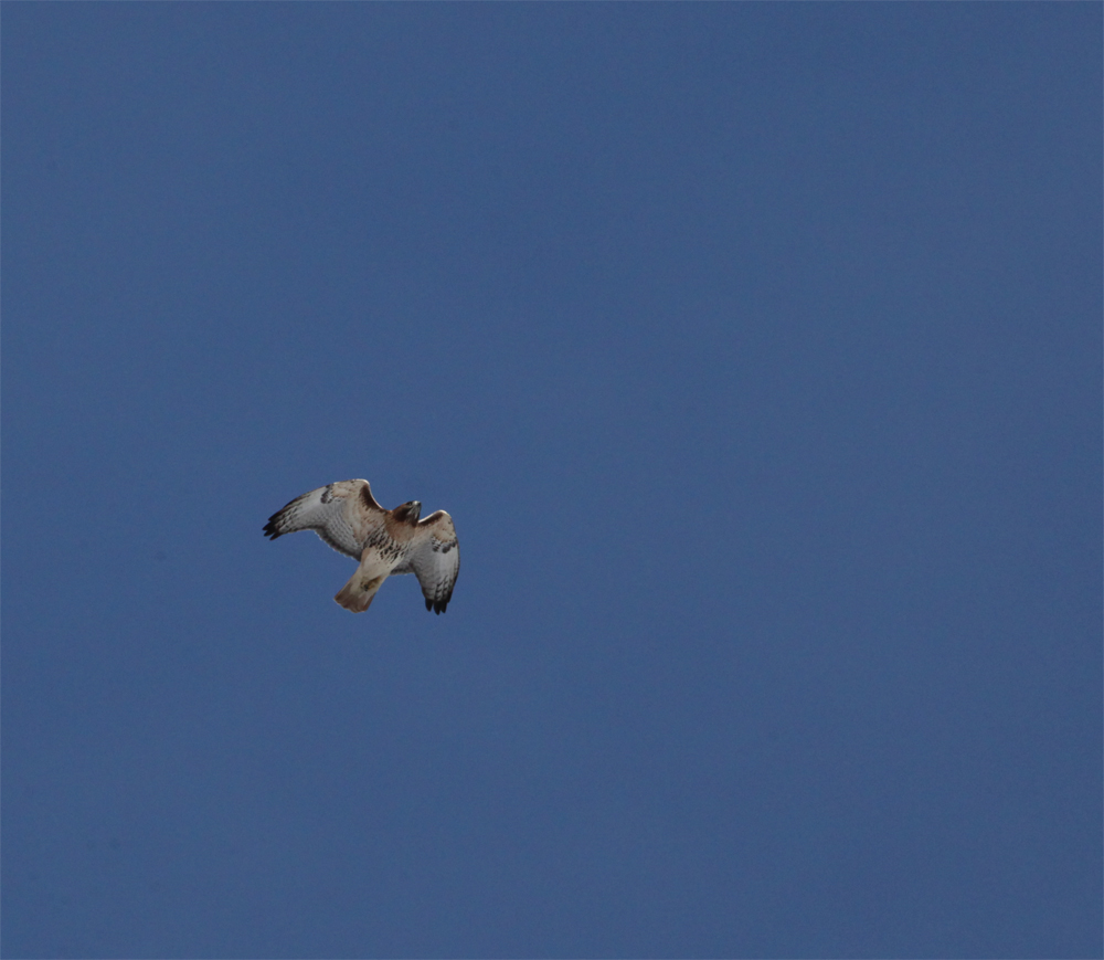 OWLET/VERNONUPPERFROGALLEY1072013MRT066x1000.jpg