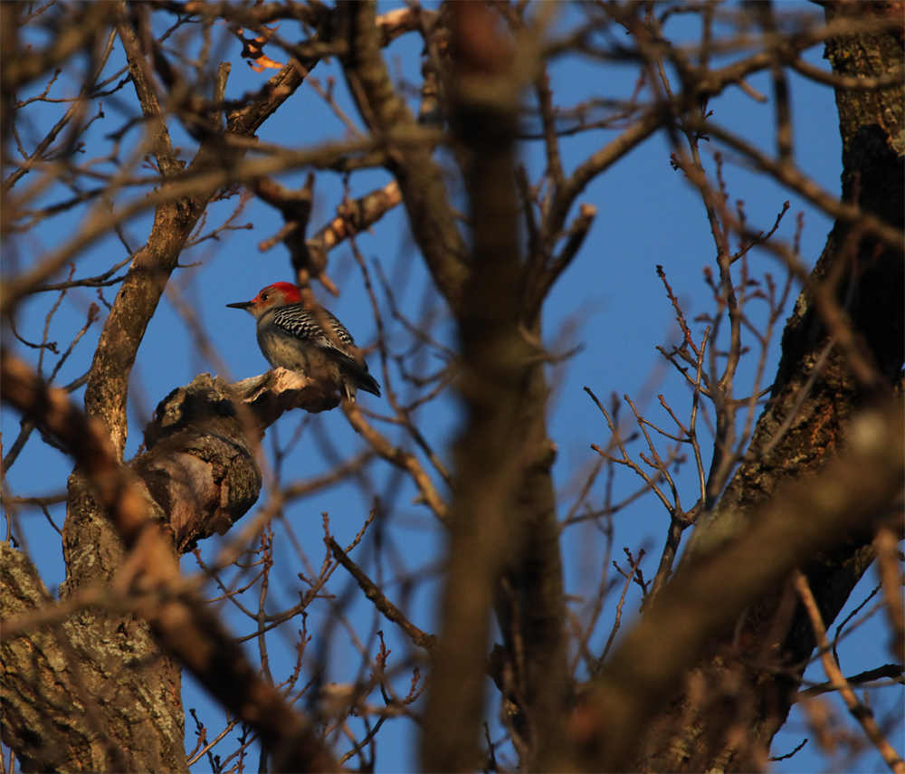 OWLET/VERNONUPPERFROGALLEY1072013MRTx1000016.jpg