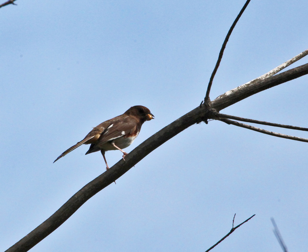 OWLET/VERNONWILDLIFE6142011MRT054X1000.jpg