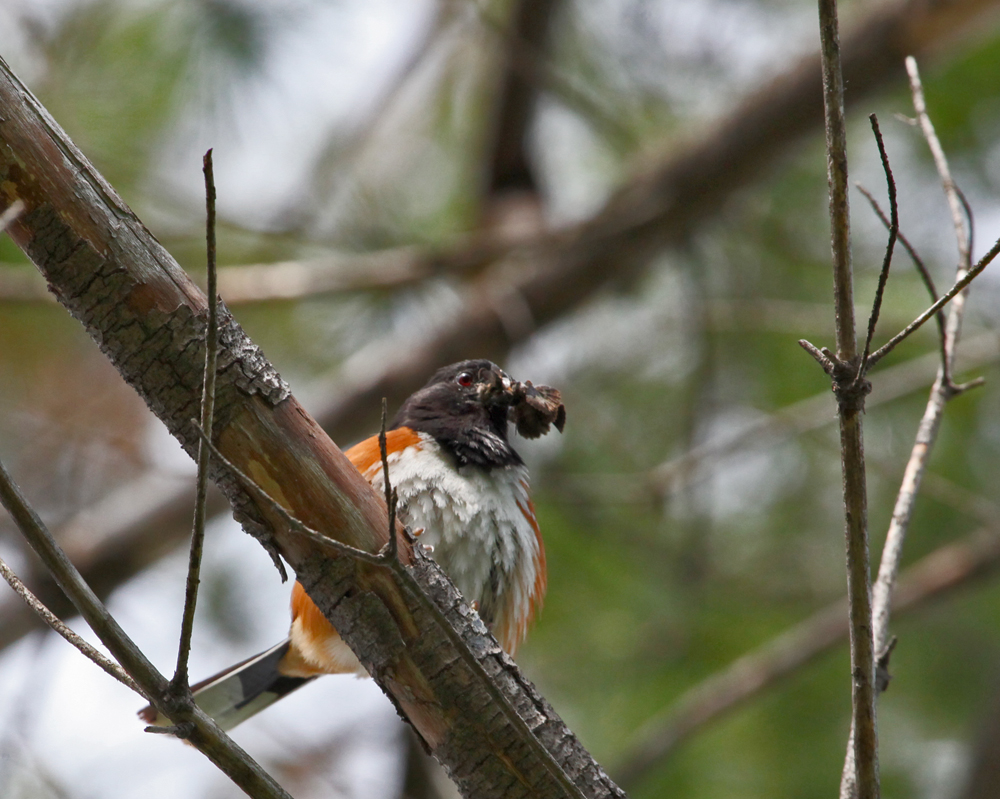 OWLET/VERNONWILDLIFE6142011MRT091X1000.jpg