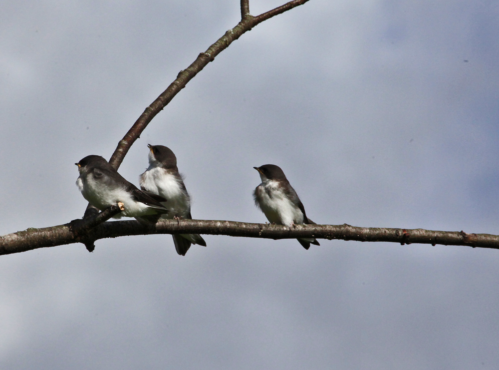 OWLET/VERNONWILDLIFEAREA6212011MRT04X1000.jpg