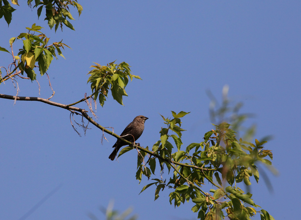 OWLET/VERONMARSH5202012MRTRAPP163x1000.jpg