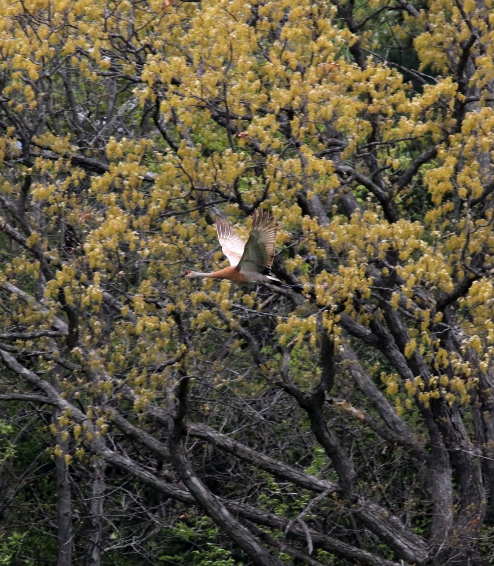 OWLET/VERONMRTRAPP5012012037X1000.jpg