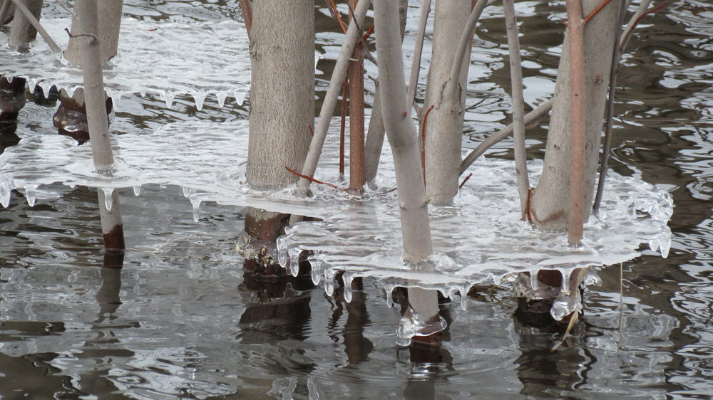 OWLET/VERONOMARSHNEND3142013VJT123X1000x2.jpg