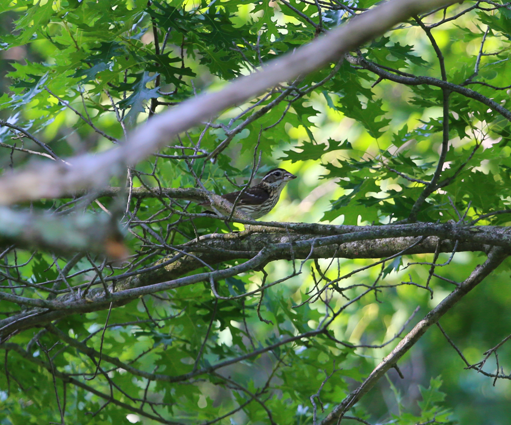 OWLET/VMLOWER6232013MRT212x1000.jpg