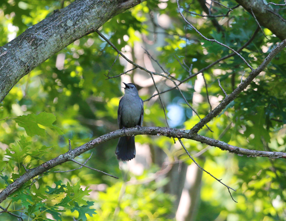 OWLET/VMLOWER6232013MRT212x1000.jpg