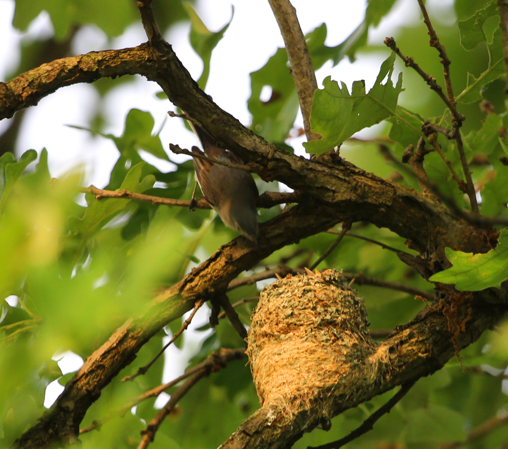 OWLET/VMLOWEREND6212013MRT039X1000.jpg