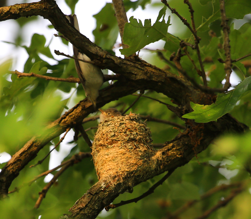 OWLET/VMLOWEREND6212013MRT039X1000.jpg