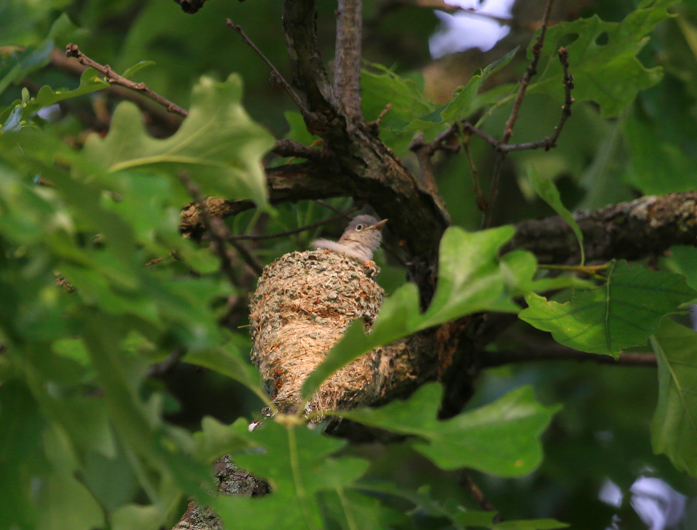 OWLET/VMLOWEREND6212013MRT039X1000.jpg