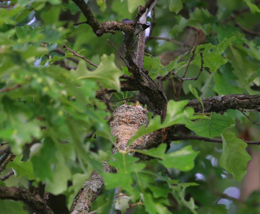 OWLET/VMLOWEREND6212013MRT039X1000.jpg