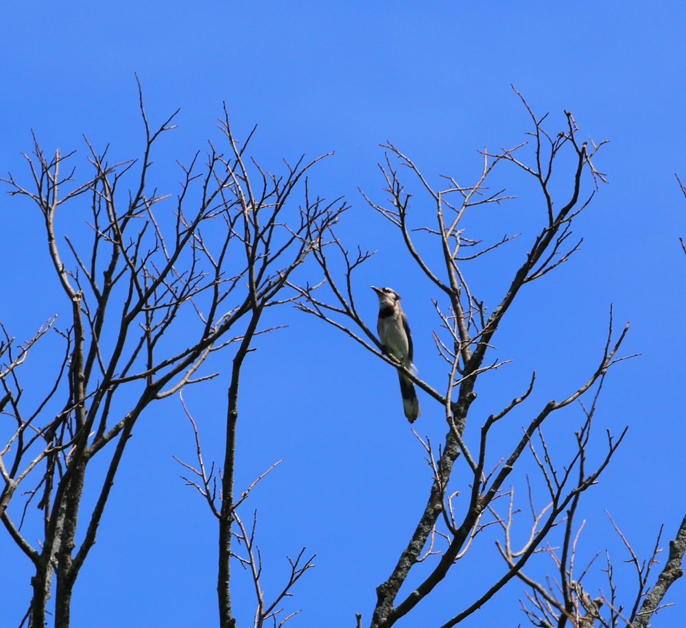 OWLET/VMNEND6162013MRT048X1000.jpg