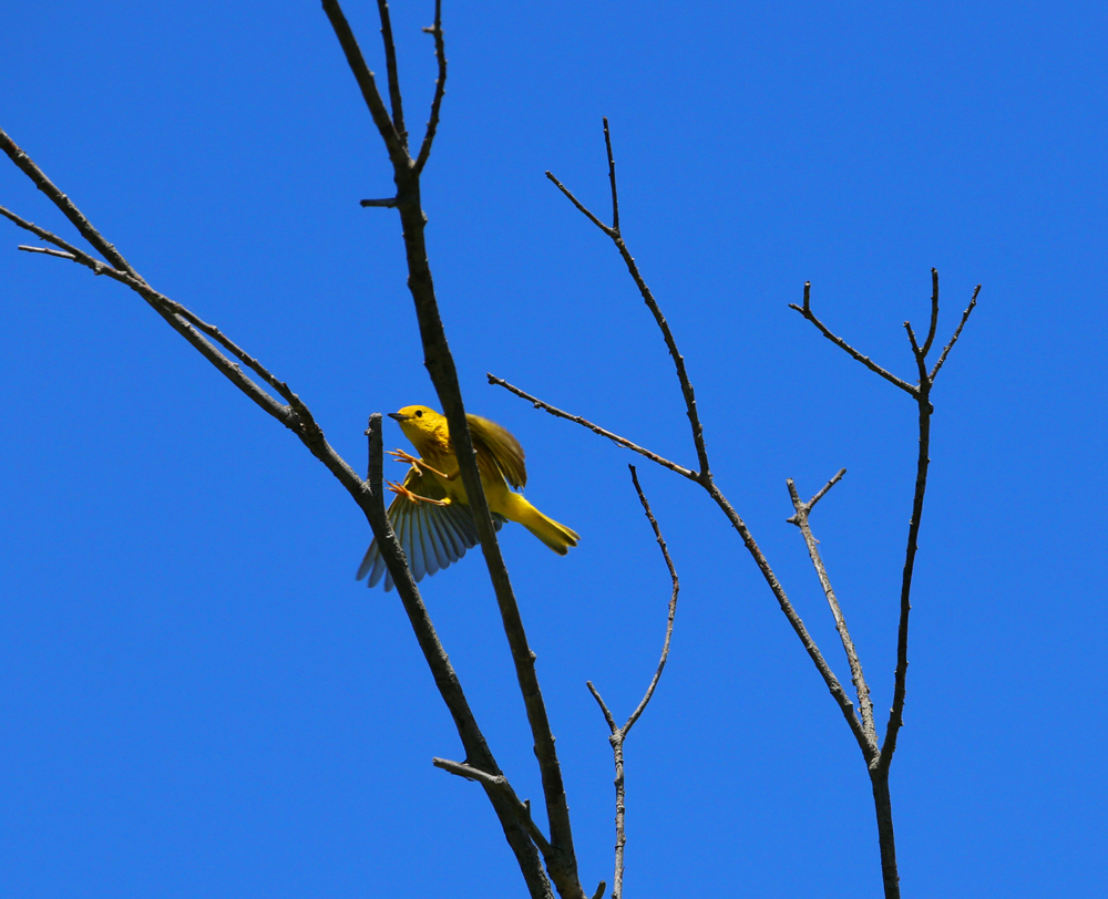 OWLET/VMNEND6162013MRT048X1000.jpg